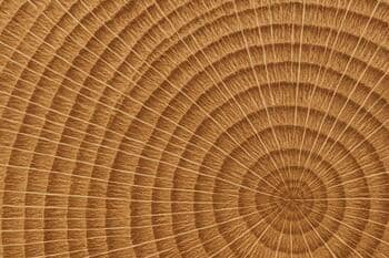 Detail textúry karpatského duba s letokruhmi